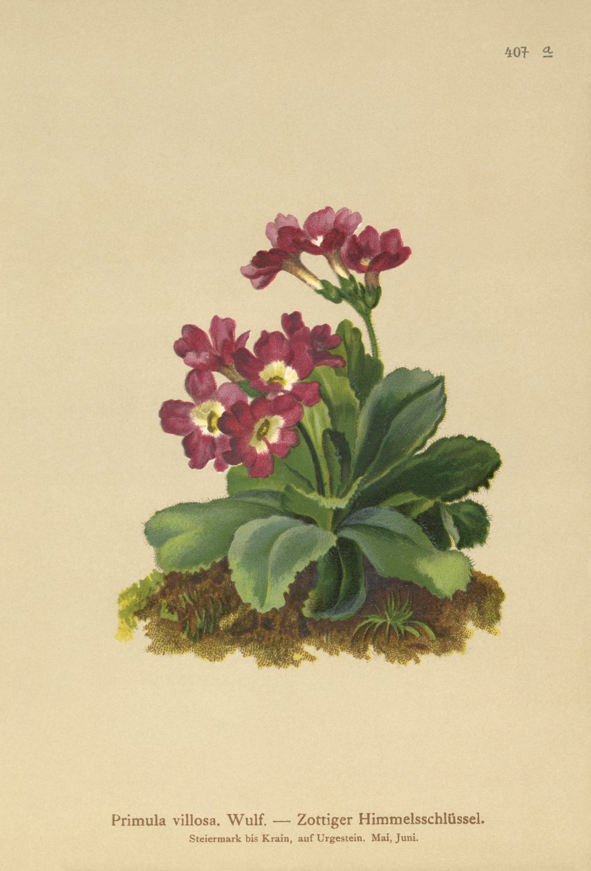 Primula-hegy (Primula villosa) alkotó: German School
