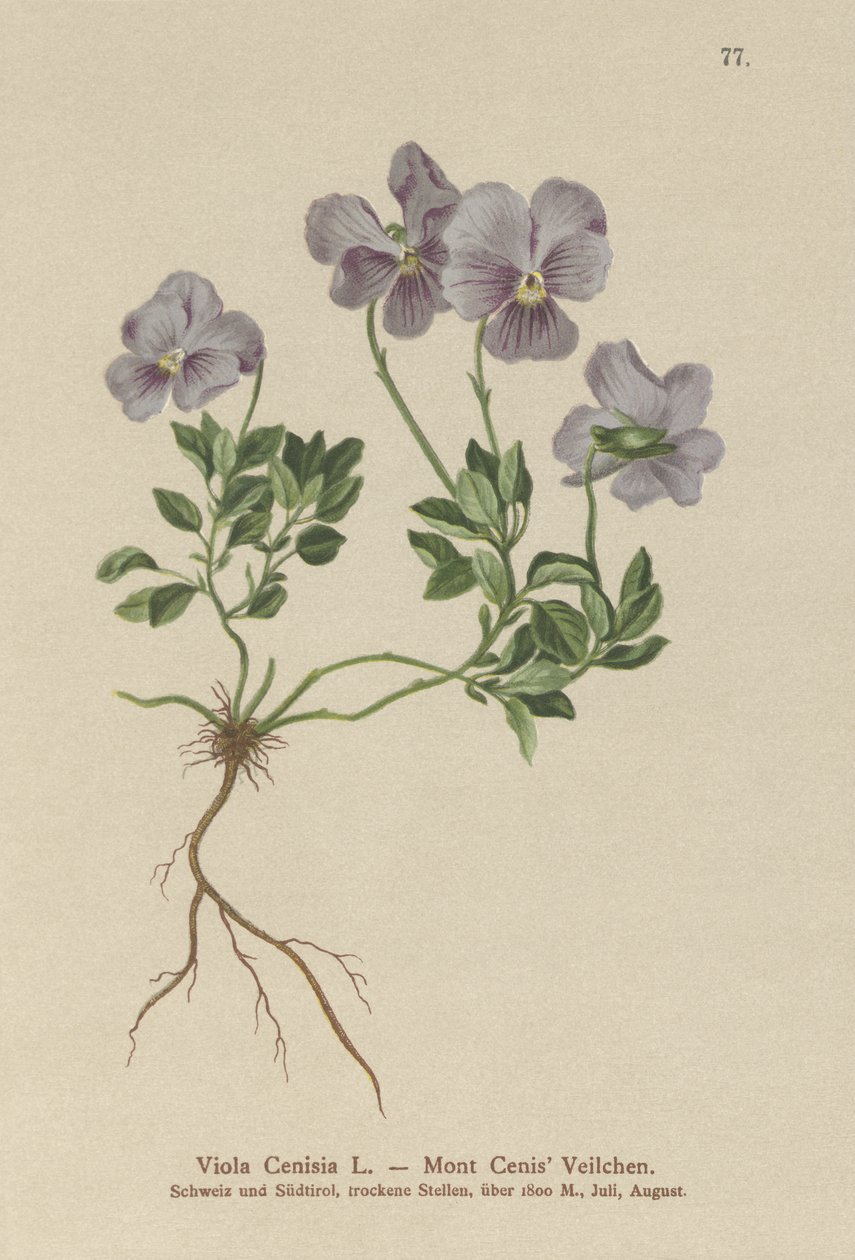 Mt. Cenis árvácska (Viola Cenisia) alkotó: German School