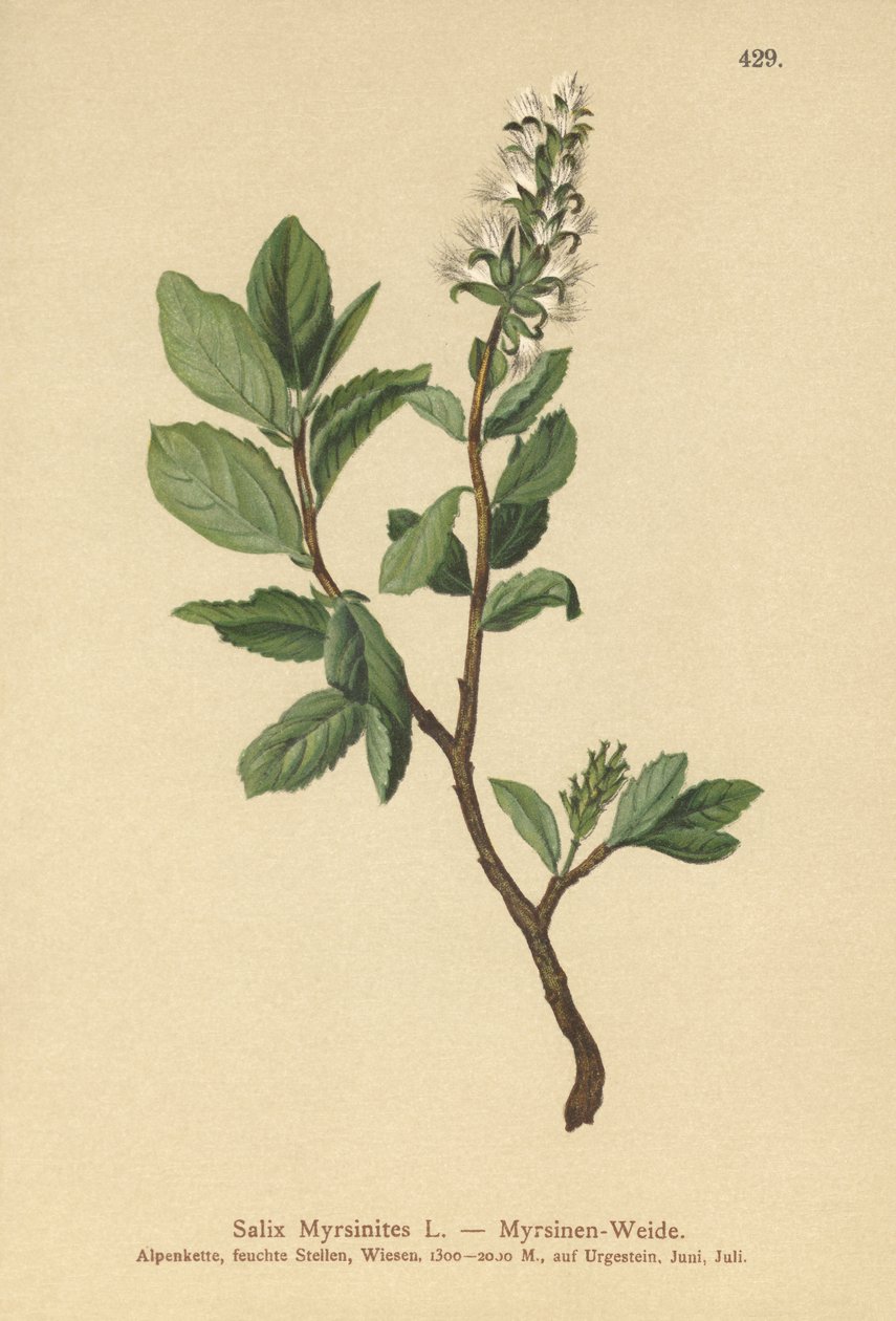 mirtuszfűz (Salix Myrsinites) alkotó: German School