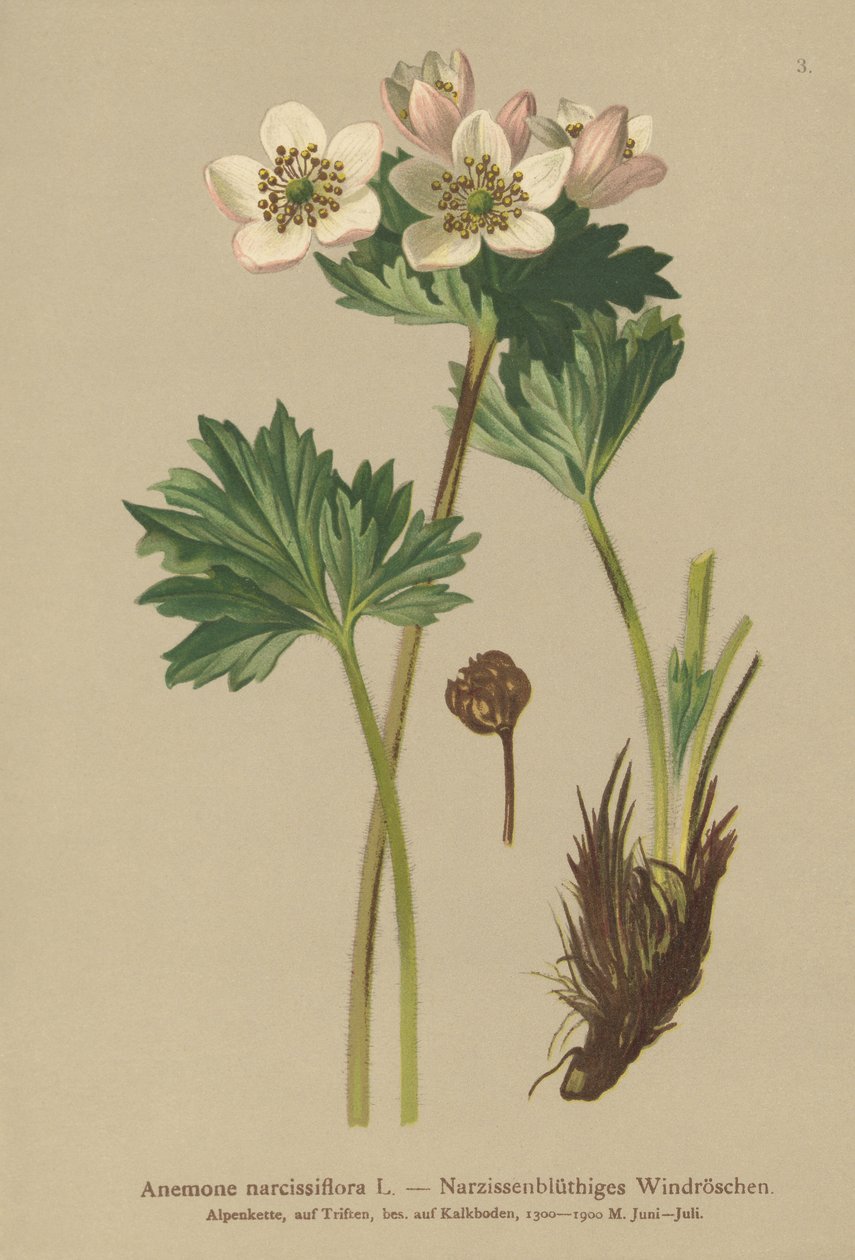 Nárciszvirágzó kökörcsin (Anemone narcissiflora) alkotó: German School