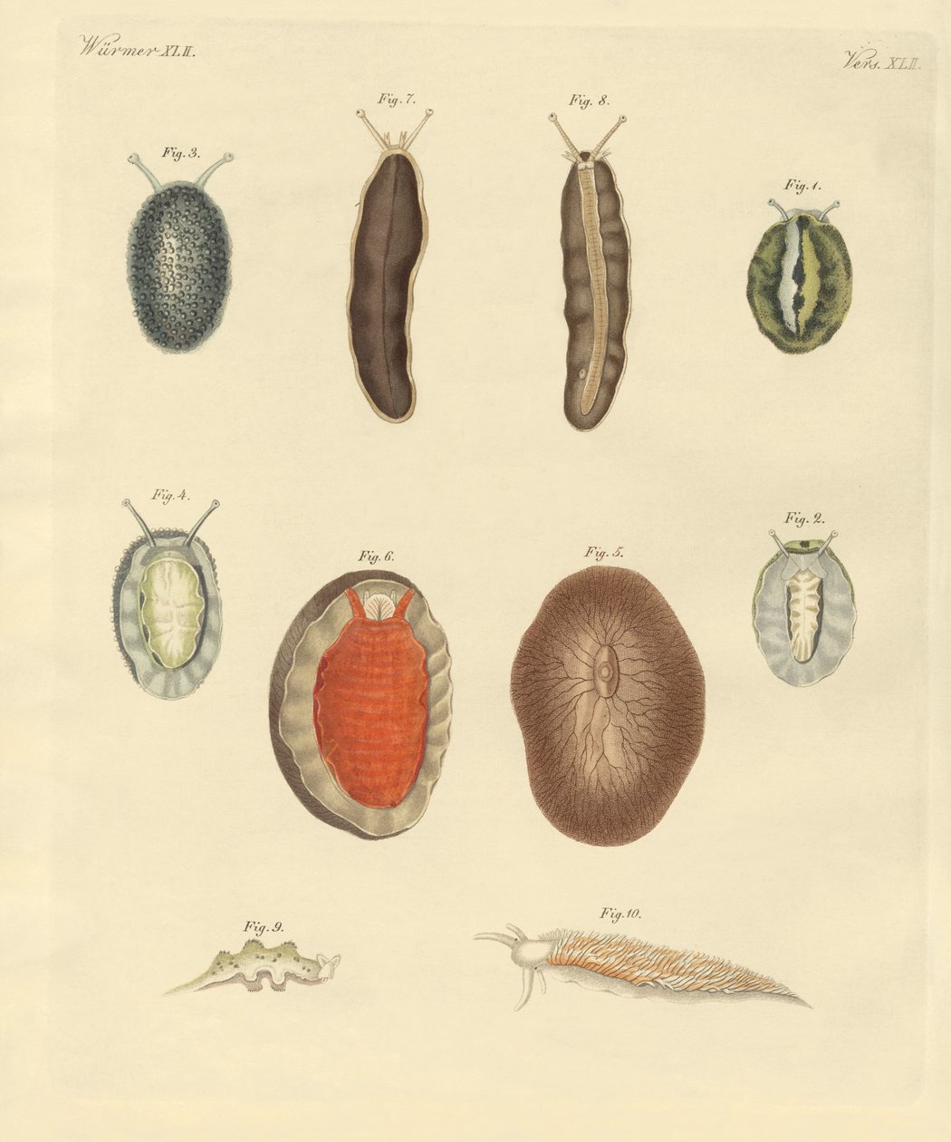 Újalapú férgek (színes gravírozás) alkotó: German School
