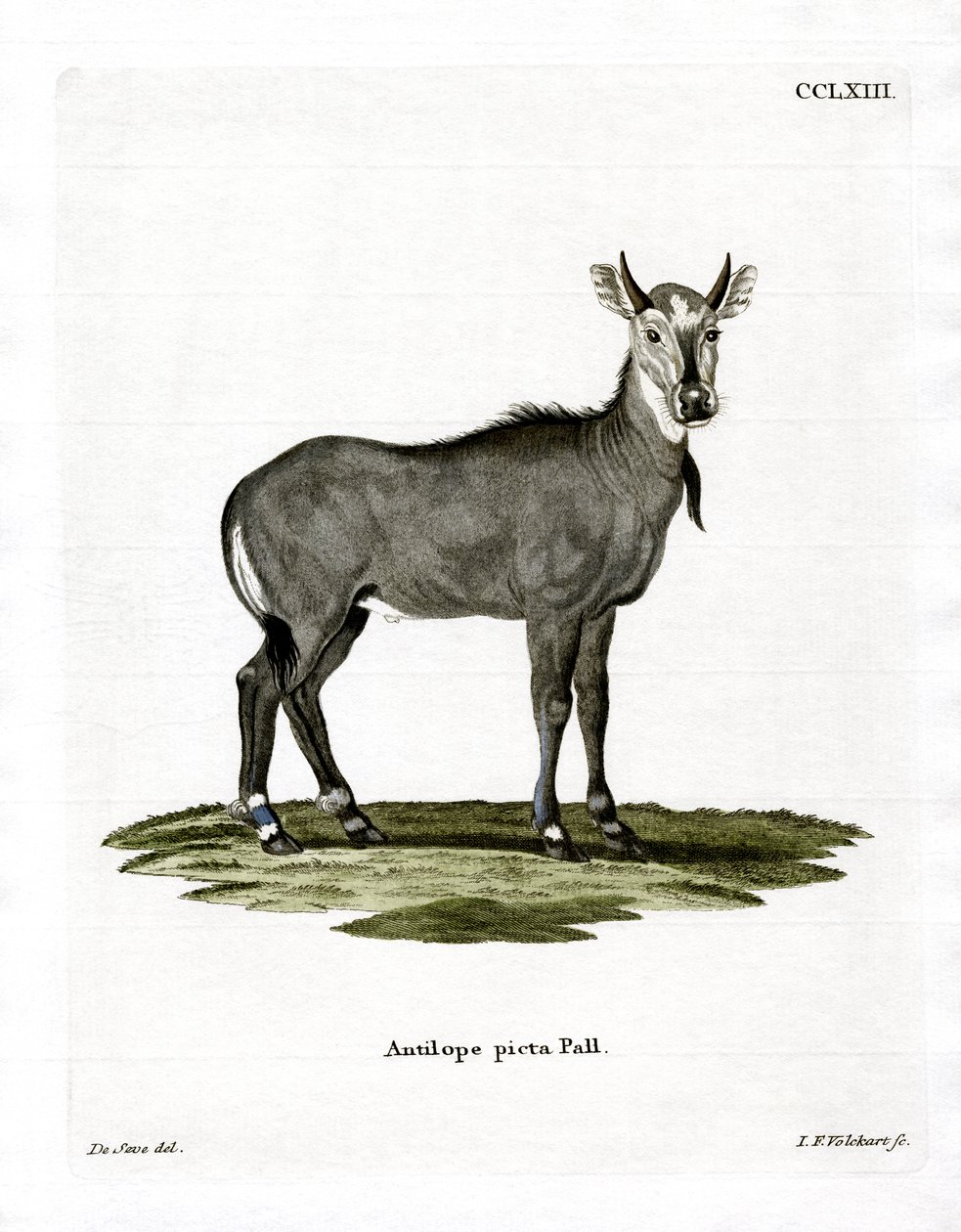 Nilgai (színes metszet) alkotó: German School