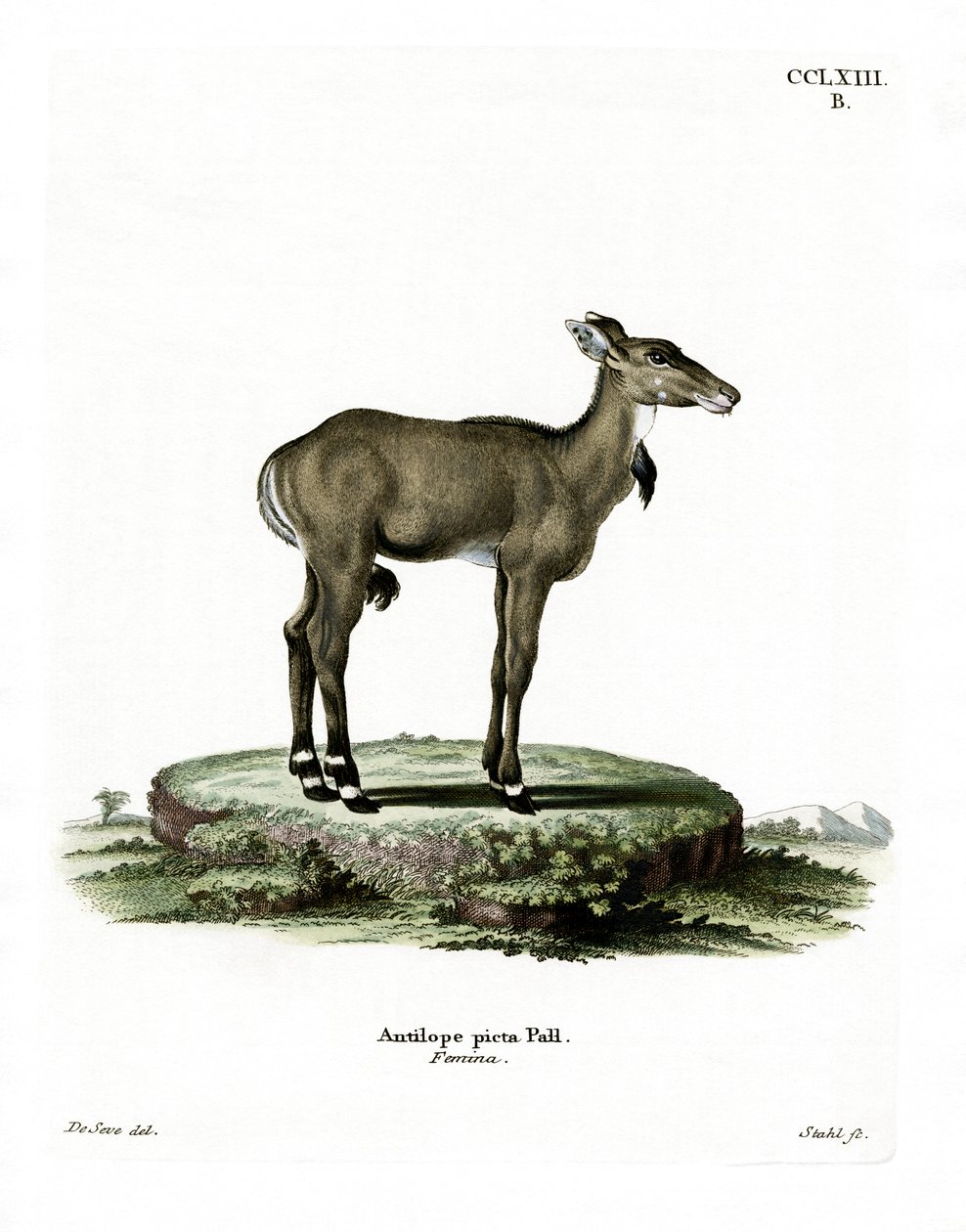Nilgai (színes metszet) alkotó: German School