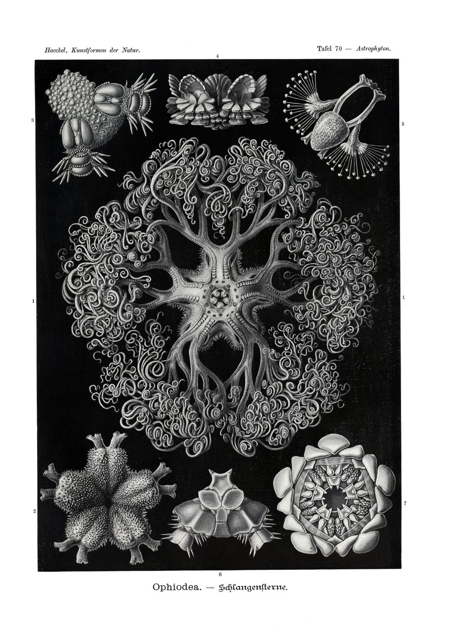 Ophiodea, 1899-1904 alkotó: German School