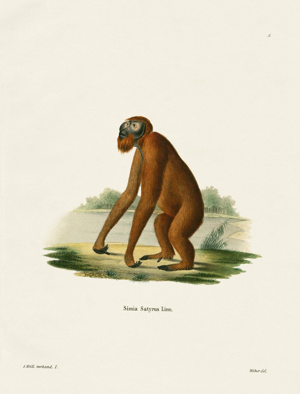 Orang-Outang (színes metszet) alkotó: German School