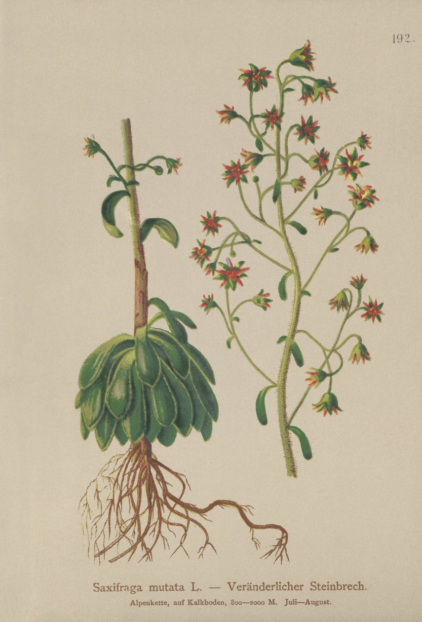 Narancssárga szász (Saxifraga mutata) alkotó: German School