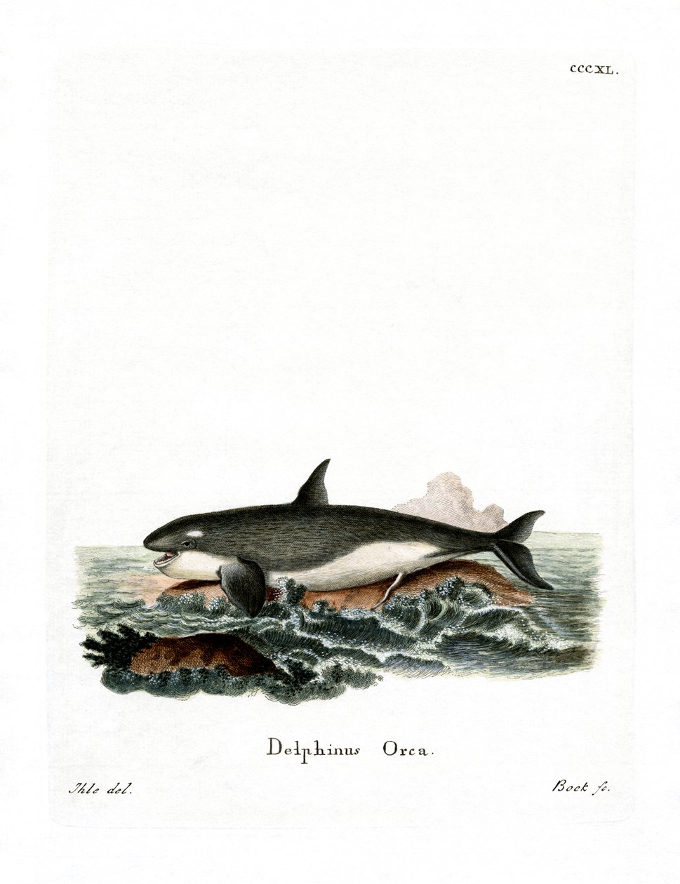 Orca (színes metszet) alkotó: German School