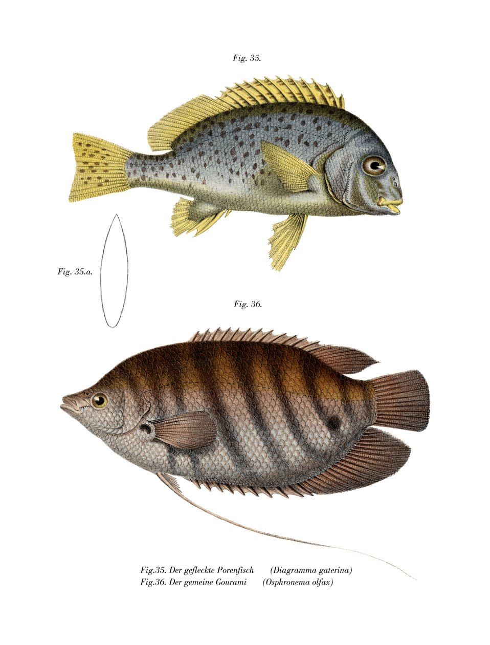 Festett Sweetlips (színes litho) alkotó: German School