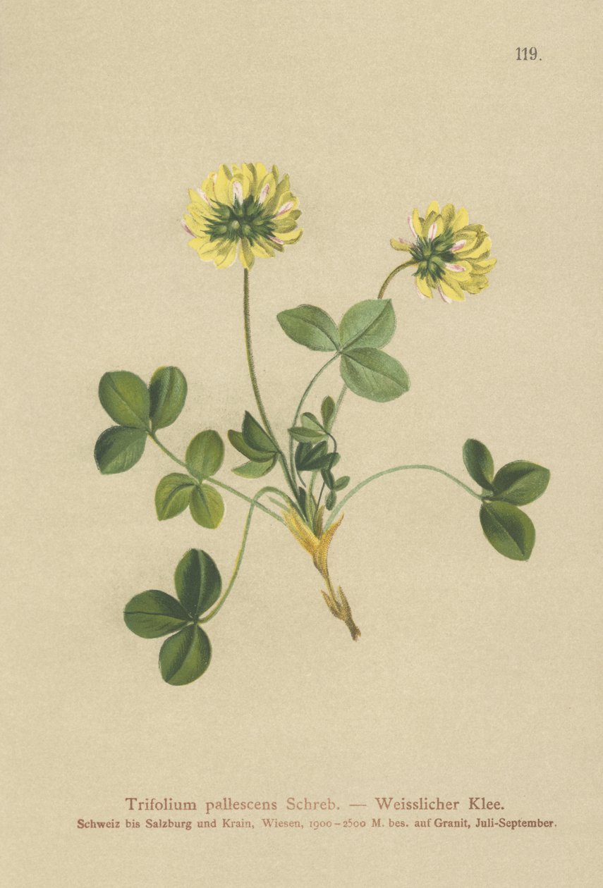 Halvány lóhere (Trifolium pallescens) alkotó: German School