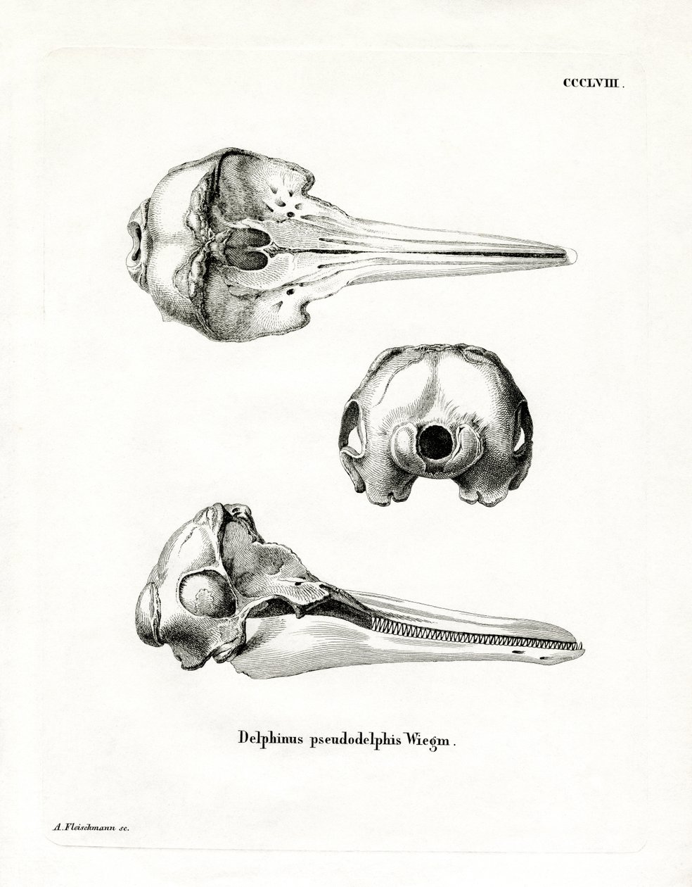 Pantrópusi foltos delfin koponya (színes metszet) alkotó: German School