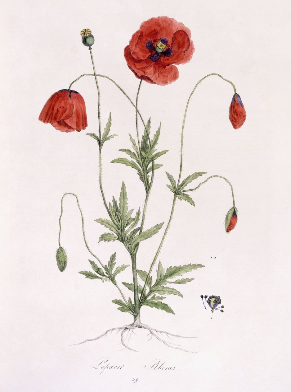 Papaver Rhoeas alkotó: German School