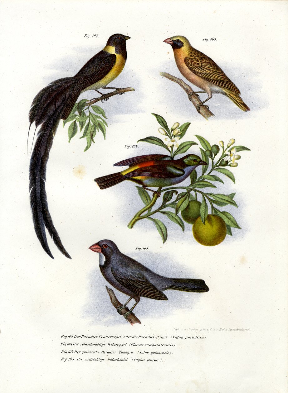 Paradise Whydah, 1864 alkotó: German School