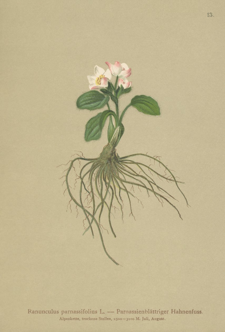 Parnasszialevelű varjúláb (Ranunculus parnassifolius) alkotó: German School