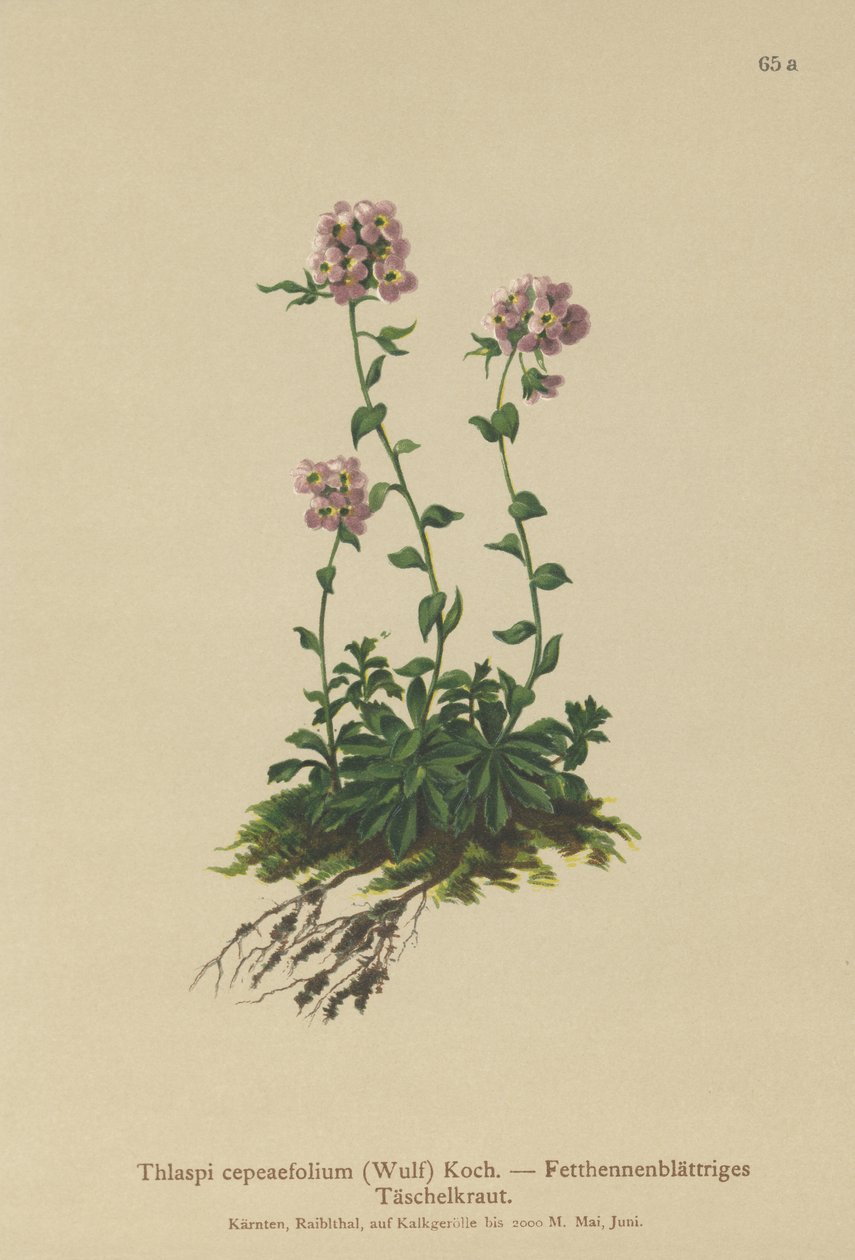 torma (Thlaspi cepeaefolium) alkotó: German School