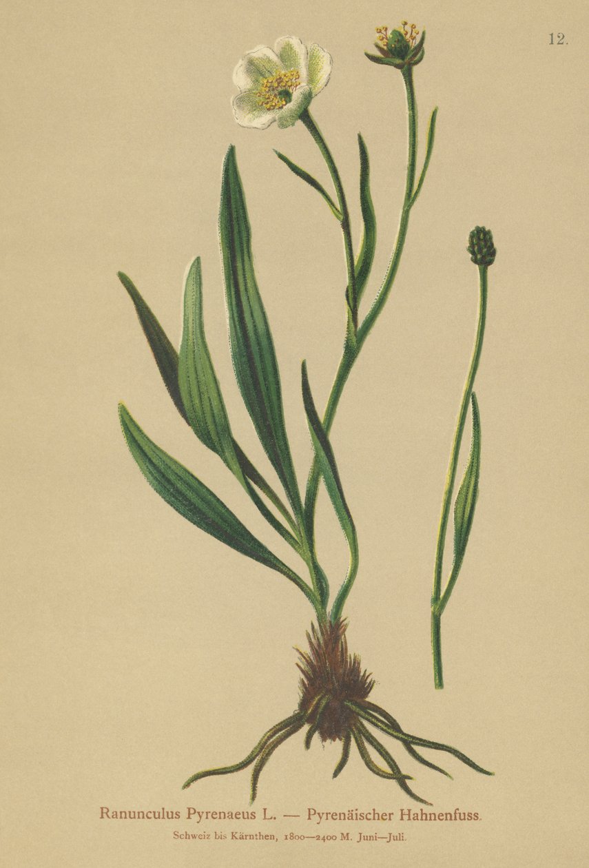 Pireneusi varjúláb (Ranunculus Pyrenaeus) alkotó: German School