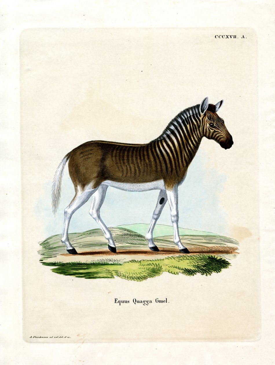 Quagga (színes metszet) alkotó: German School