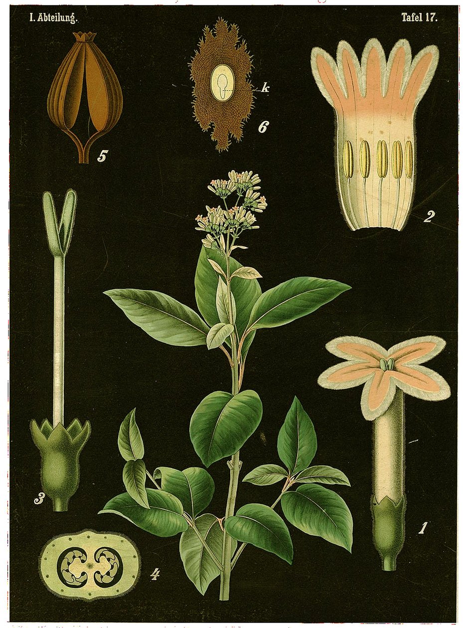 Kininfa (Cinchona Calisaya) 1890 körül (kromolitográfia) alkotó: German School