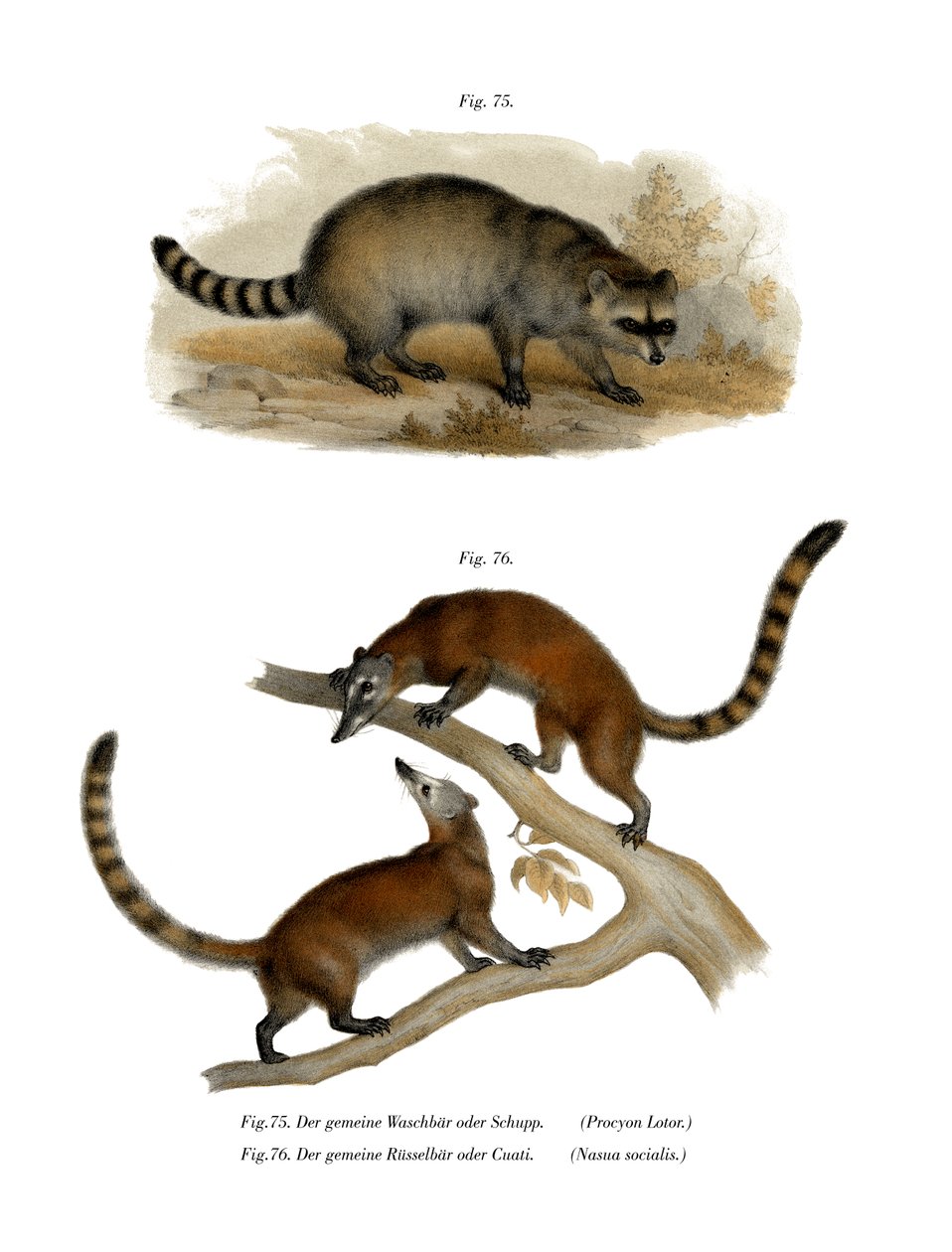 Racoon, 1860 alkotó: German School