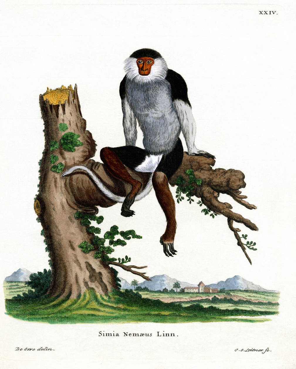 Vörös szárú Douc Langur (színes metszet) alkotó: German School