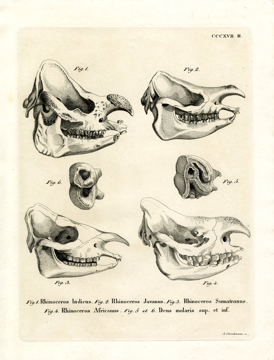 Rhino koponyák (színes metszet) alkotó: German School