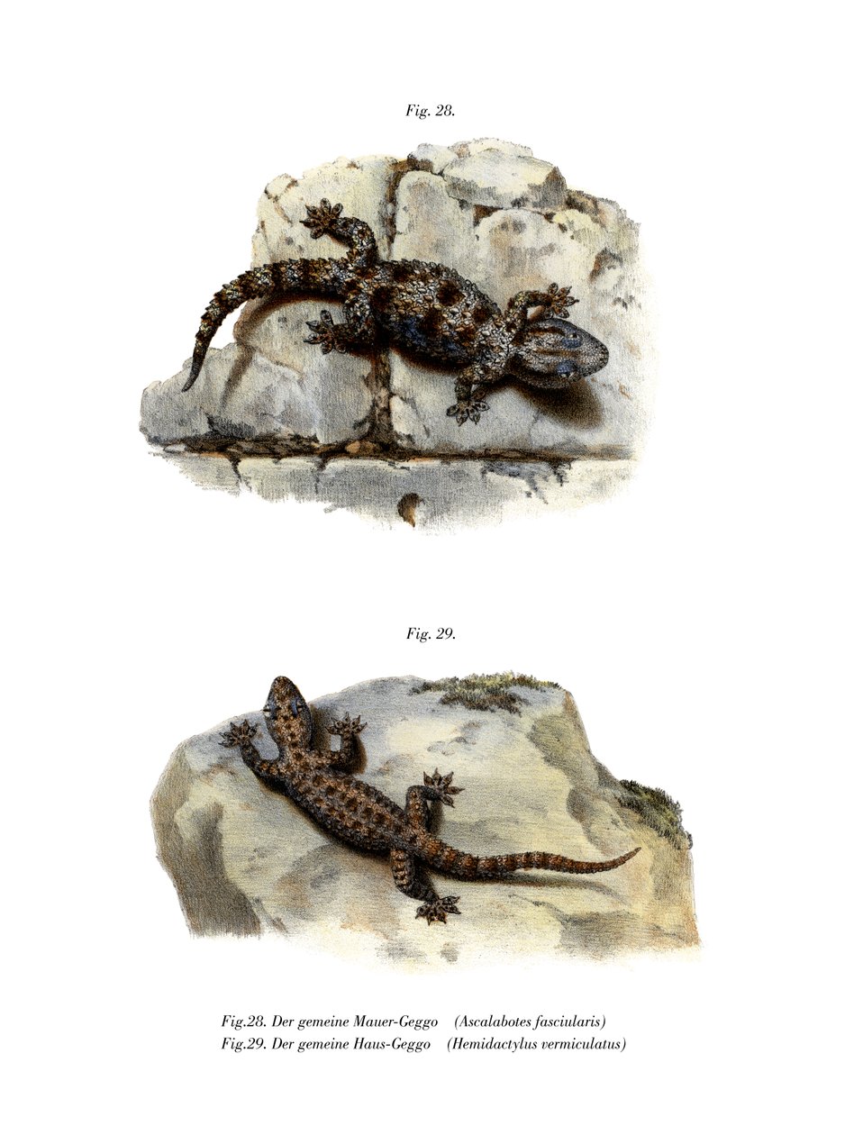 Ringed Wall Gecko (színes litó) alkotó: German School