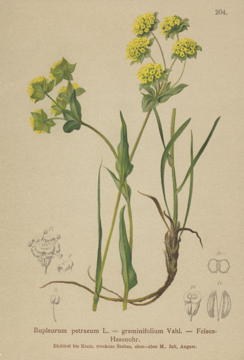 Sziklanyúl füle (Bupleurum petraeum, Bupleurum graminifolium) alkotó: German School