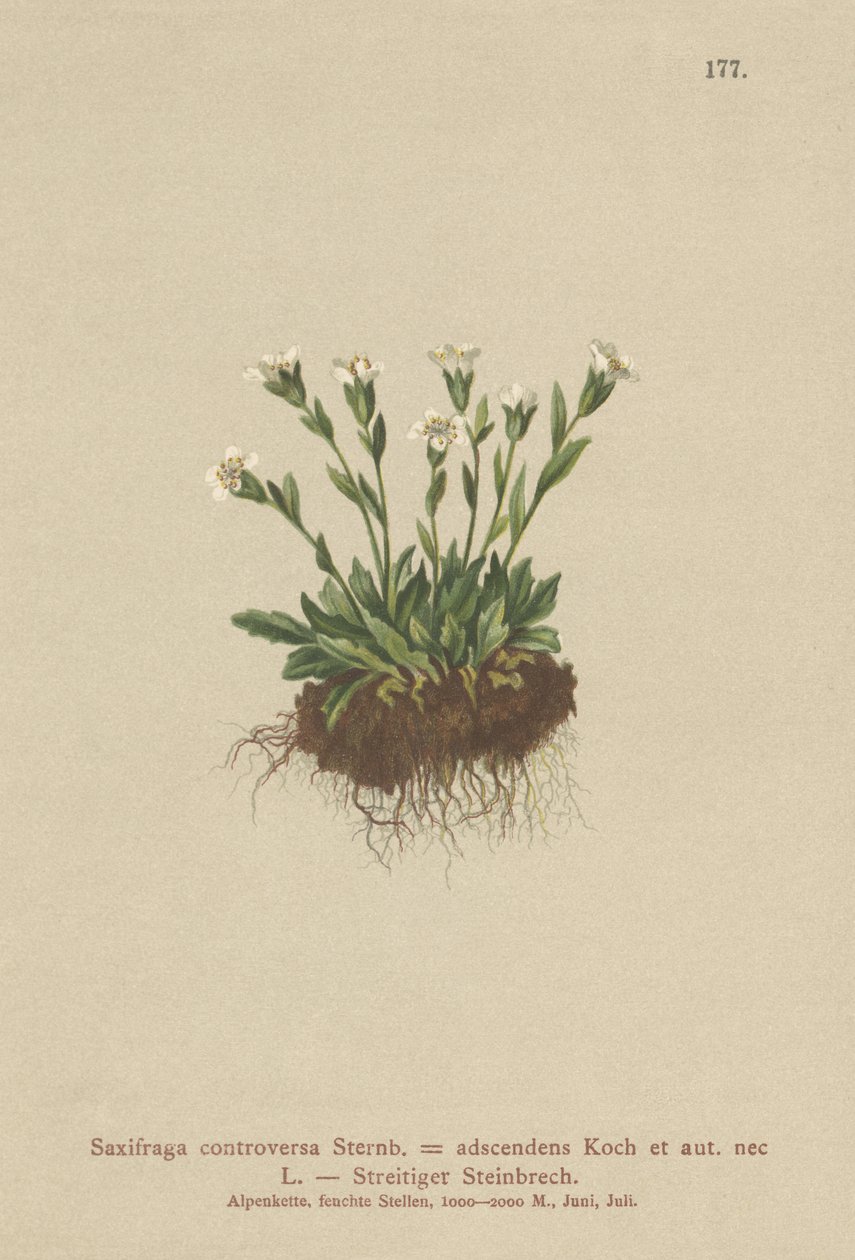 Rock Saxifrage (Saxifraga controversa, Saxifraga adscendens) alkotó: German School