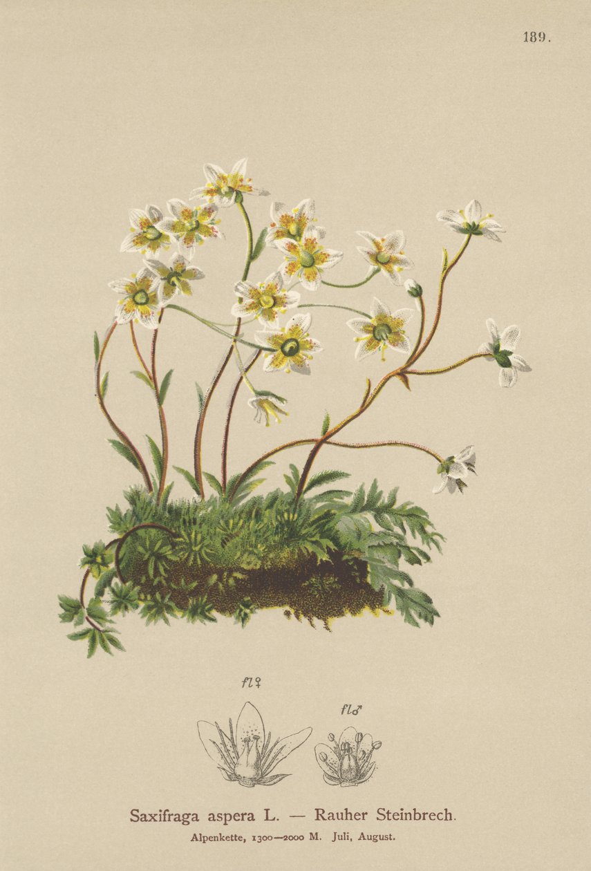 Durva sikkfű (Saxifraga aspera) alkotó: German School