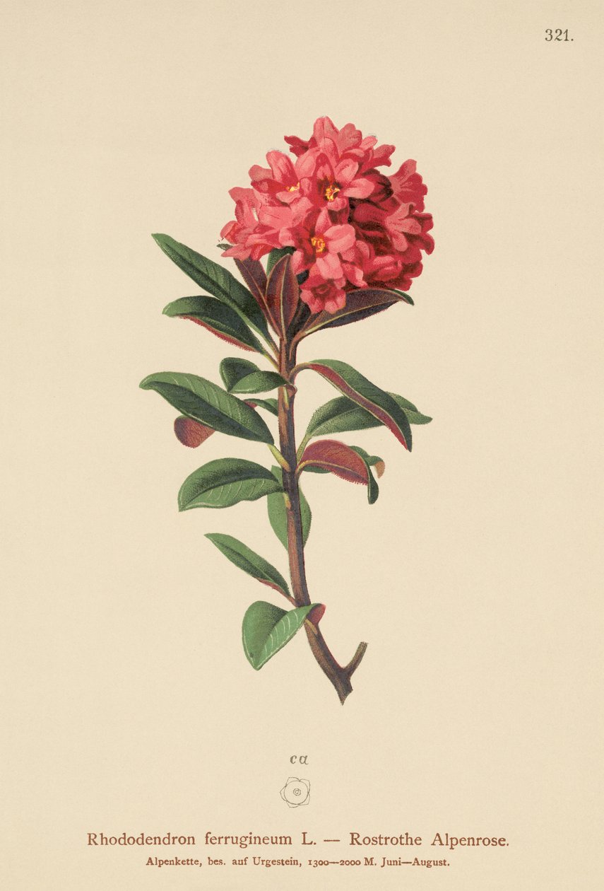 Rozsdáslevelű alpesi rózsa (Rhododendron ferrugineum) alkotó: German School