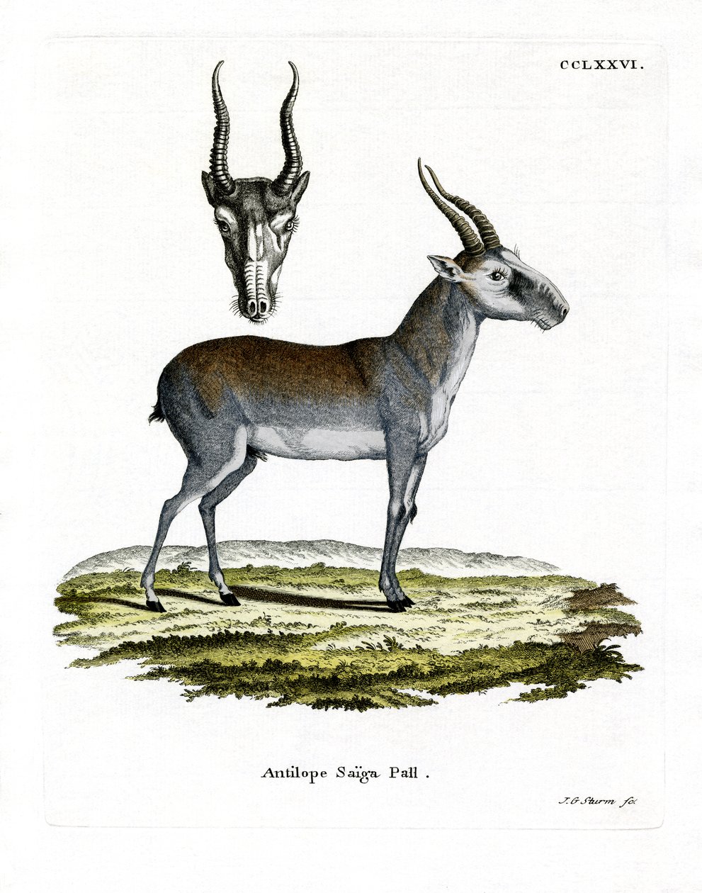 Saiga (színes metszet) alkotó: German School