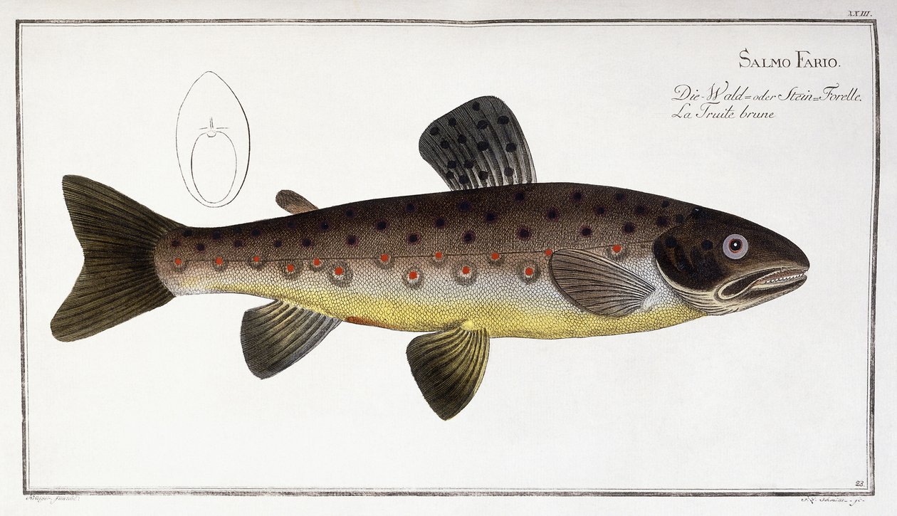 Salmo Fario alkotó: German School
