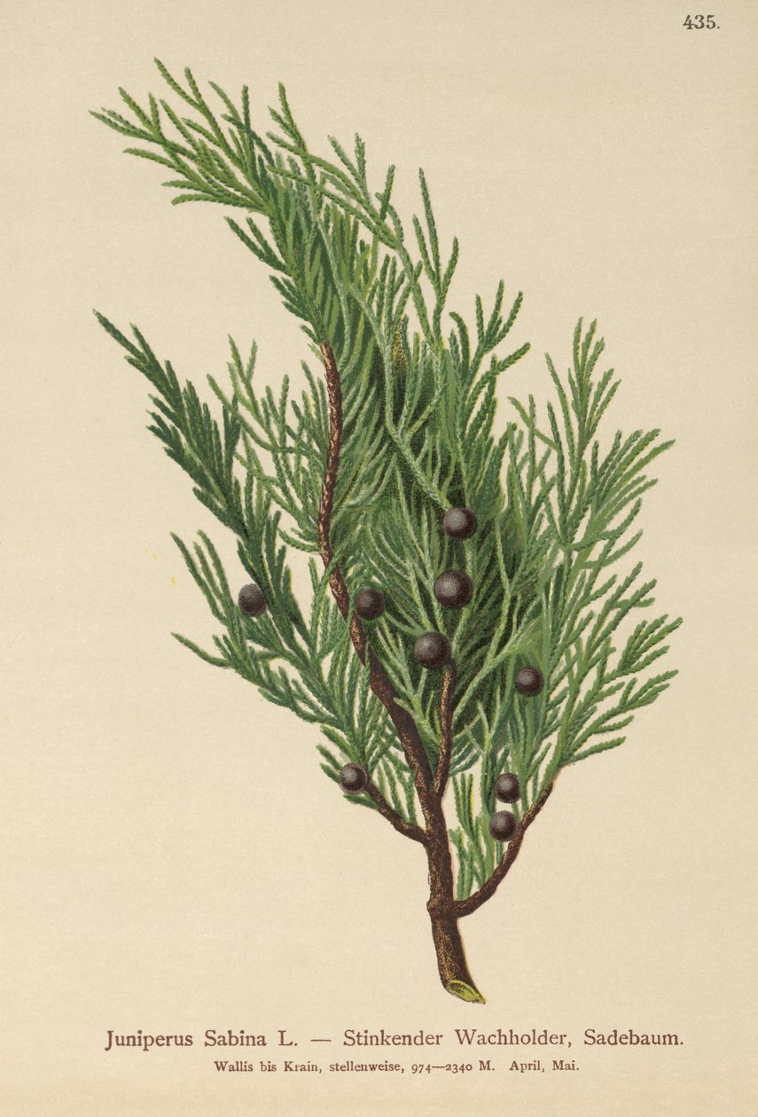 Savin Juniper (Juniperus Sabina) alkotó: German School
