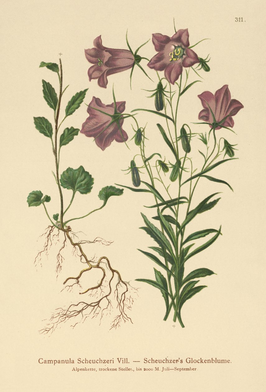 Scheuchzers harangvirág (Campanula Scheuzeri) alkotó: German School