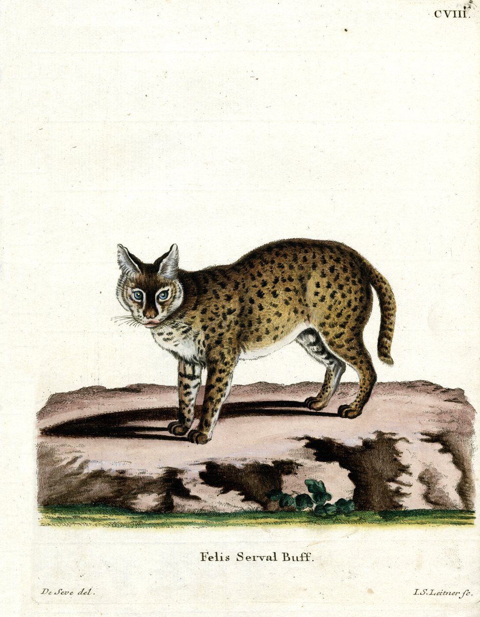 Serval (színes metszet) alkotó: German School