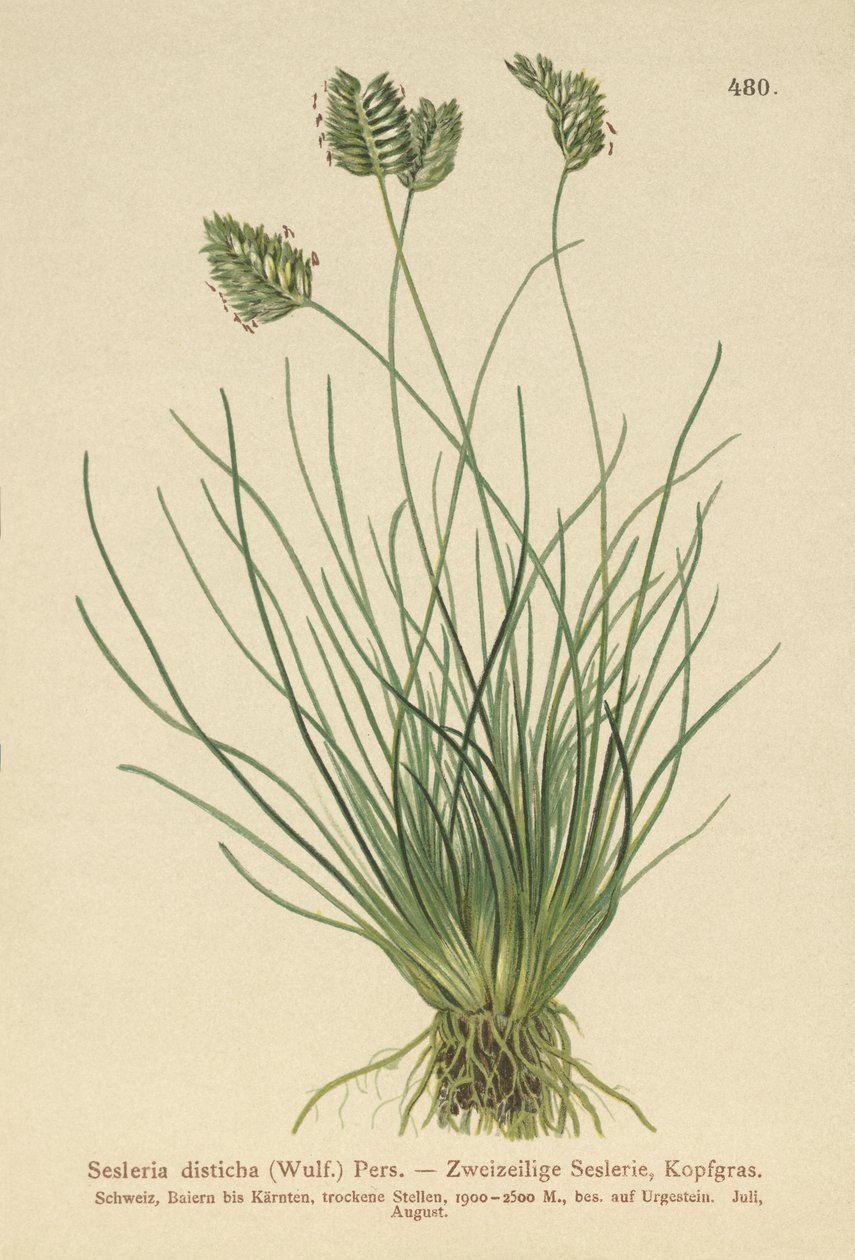 Sesleria (Sesleria disticha, Oreochloa disticha) alkotó: German School