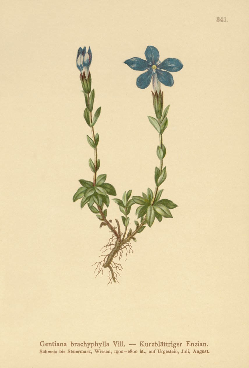 Rövid levelű tárnics (Gentiana brachyphylla) alkotó: German School