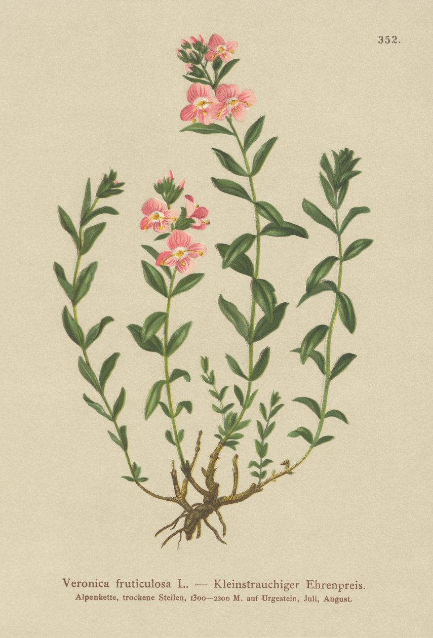 Shrubby Speedwell (Veronica fruticulosa, Veronica frutescens) alkotó: German School