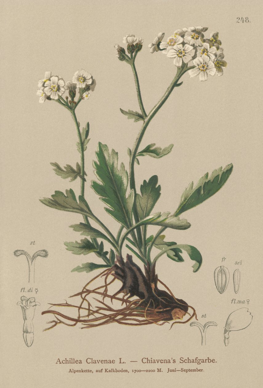 Ezüst cickafark (Achillea Clavenae) alkotó: German School