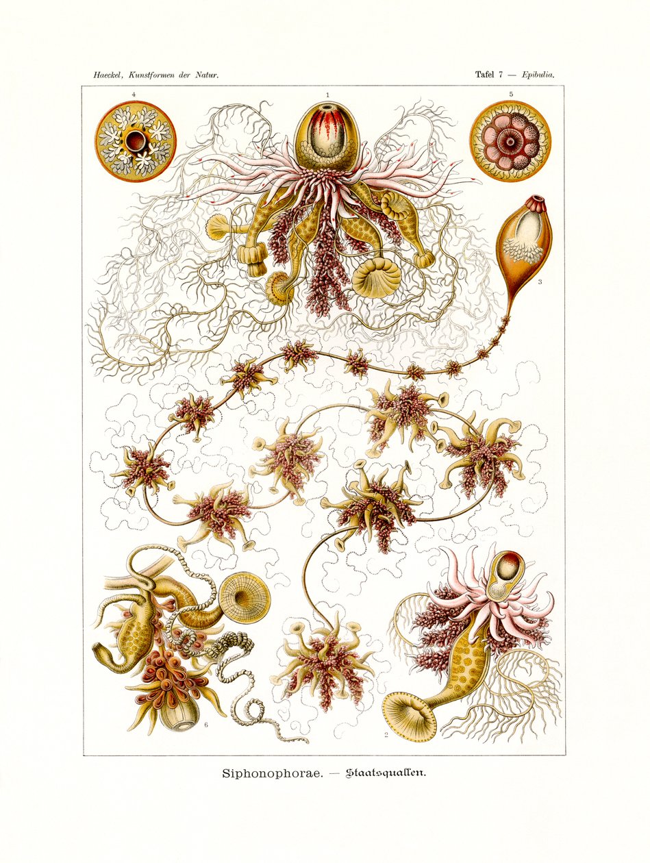 Siphonophorae, 1899-1904 alkotó: German School