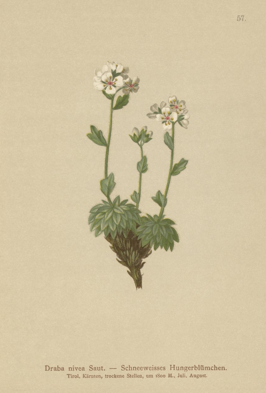 Hófehér Whitlow-fű (Draba nivea) alkotó: German School