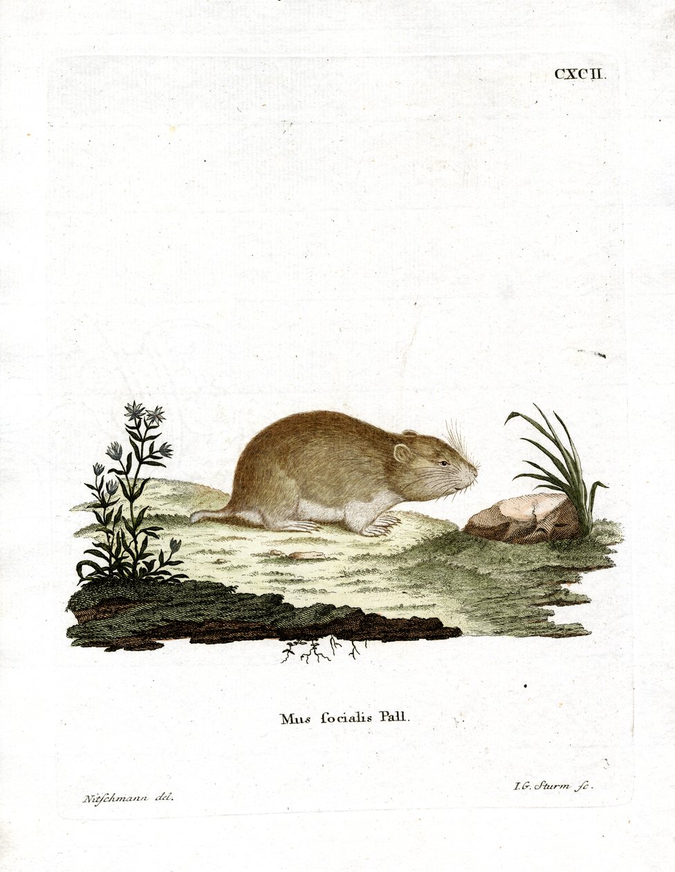 Social Vole (színes metszet) alkotó: German School