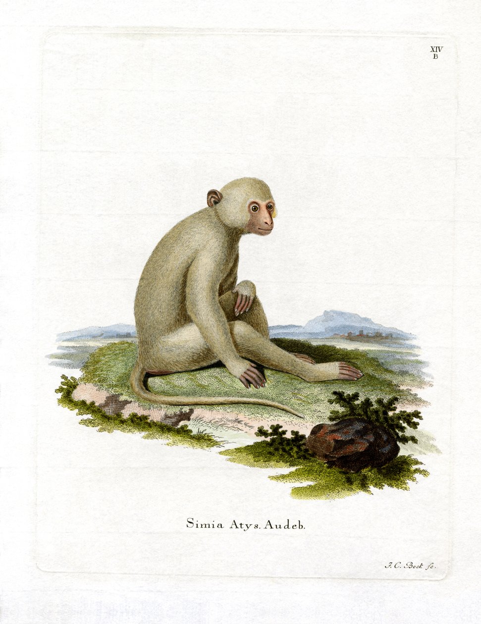 Kormos mangabey (színes metszet) alkotó: German School