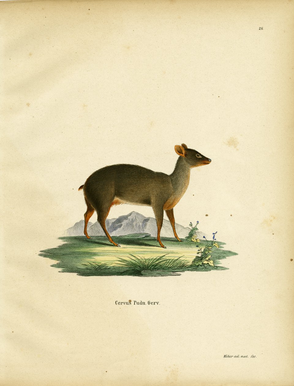 Dél-Pudu alkotó: German School