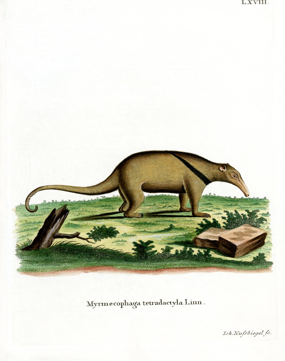Dél-Tamandua (színes metszet) alkotó: German School