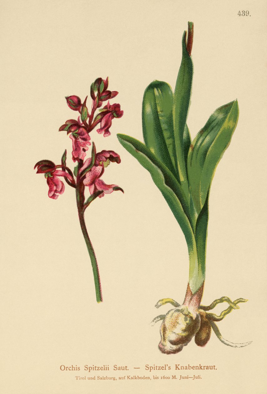 Spitzel orchidea (Orchis Spitzelii) alkotó: German School