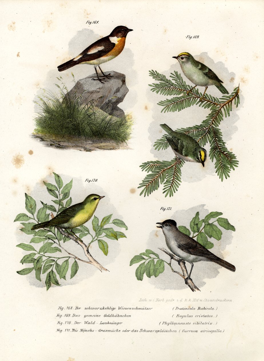 Stonechat, 1864 alkotó: German School