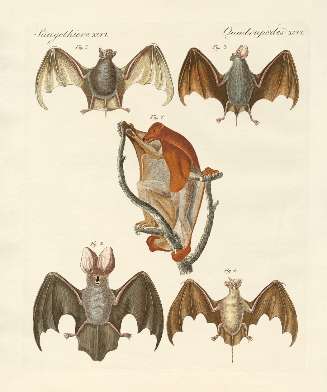 Furcsa csiroptera alkotó: German School