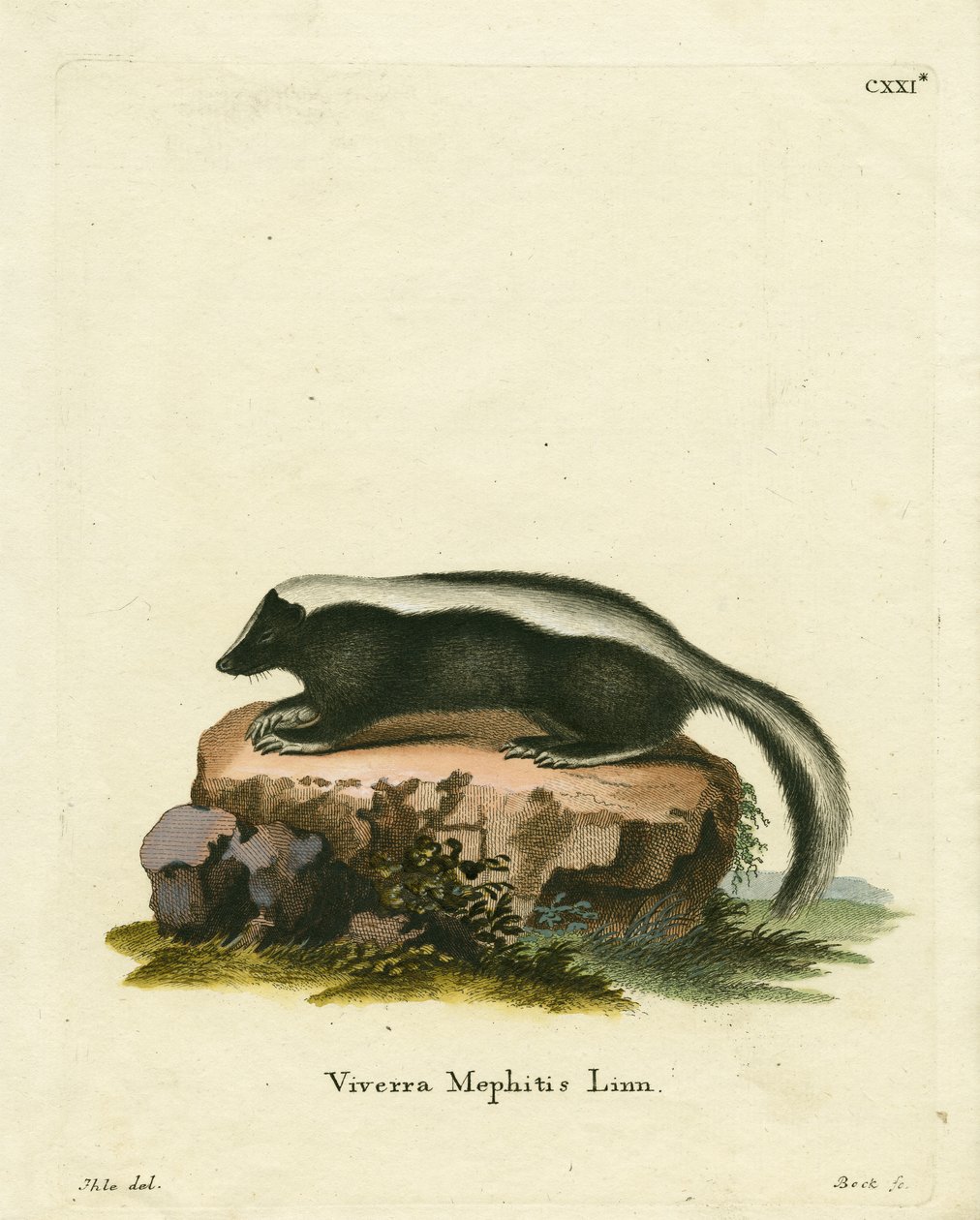 Csíkos Skunk (színes gravírozás) alkotó: German School