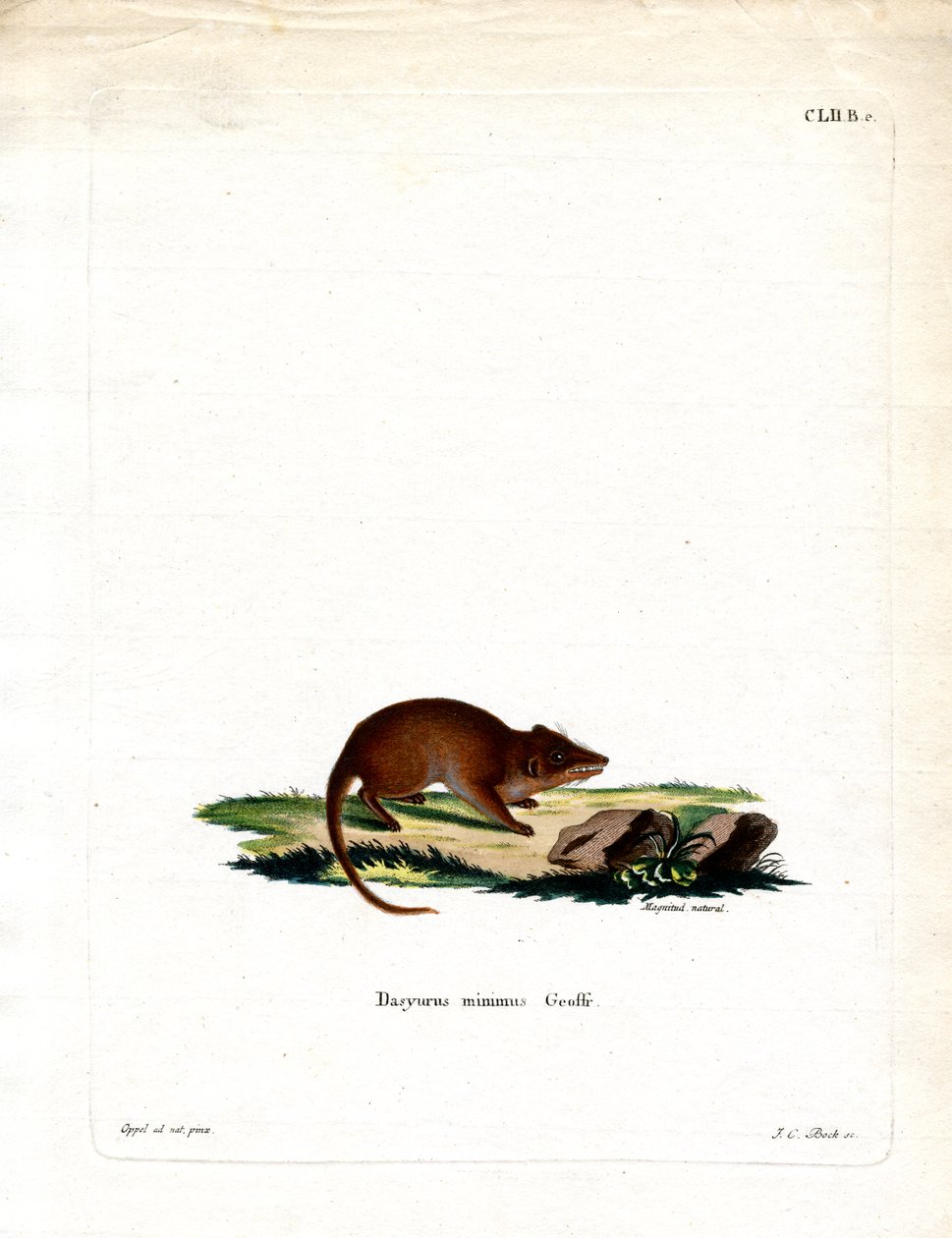Mocsári Antechinus (színes metszet) alkotó: German School