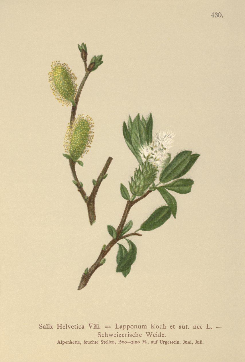 Svájci fűz (Salix Helvetica, Salix Lapponum) alkotó: German School